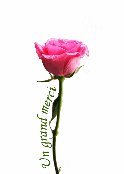 Carte Un Grand Merci Avec Une Rose : Envoyer une Carte 